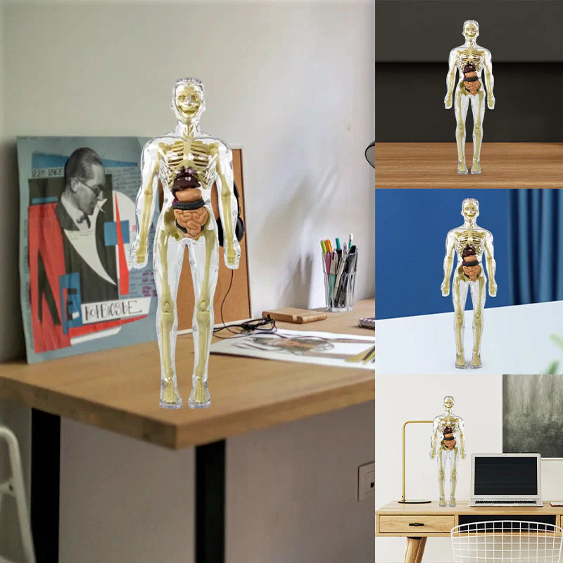 3D-anatomie skeletmodel speelgoed - Image 3
