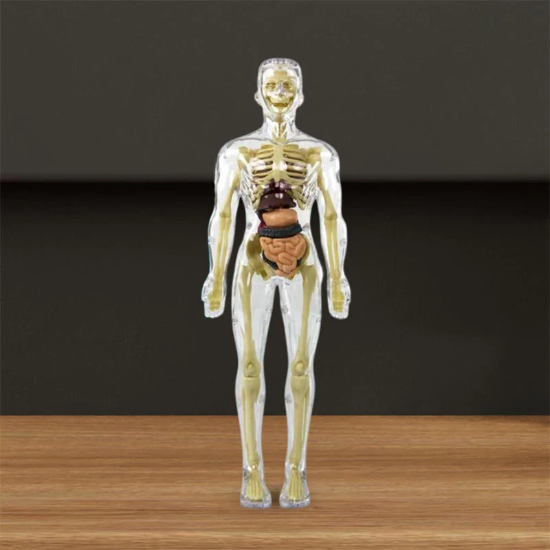 3D-anatomie skeletmodel speelgoed - Image 4