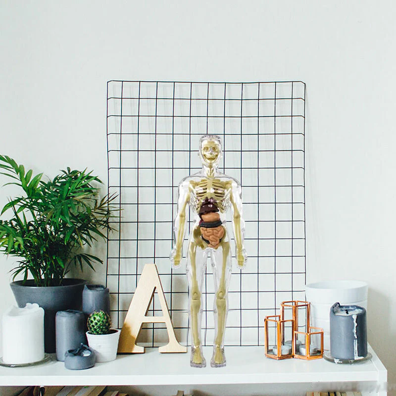 3D-anatomie skeletmodel speelgoed - Image 5