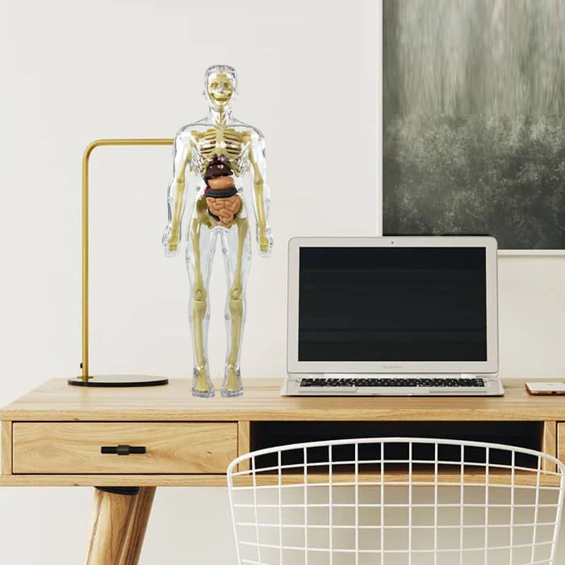 3D-anatomie skeletmodel speelgoed - Image 7