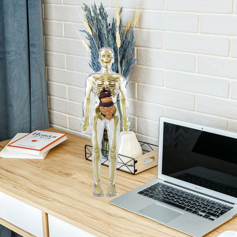 3D-anatomie skeletmodel speelgoed - Image 8