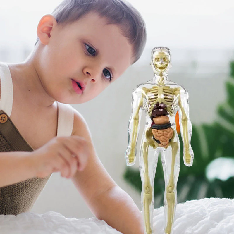 3D-anatomie skeletmodel speelgoed - Image 9