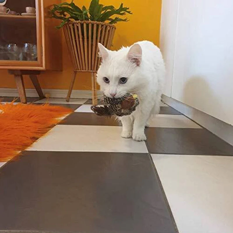 CatFun - De veilige speelkameraad voor je kat! 50% KORTING - Image 12