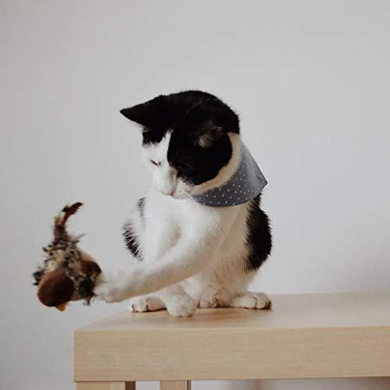 CatFun - De veilige speelkameraad voor je kat! 50% KORTING - Image 13