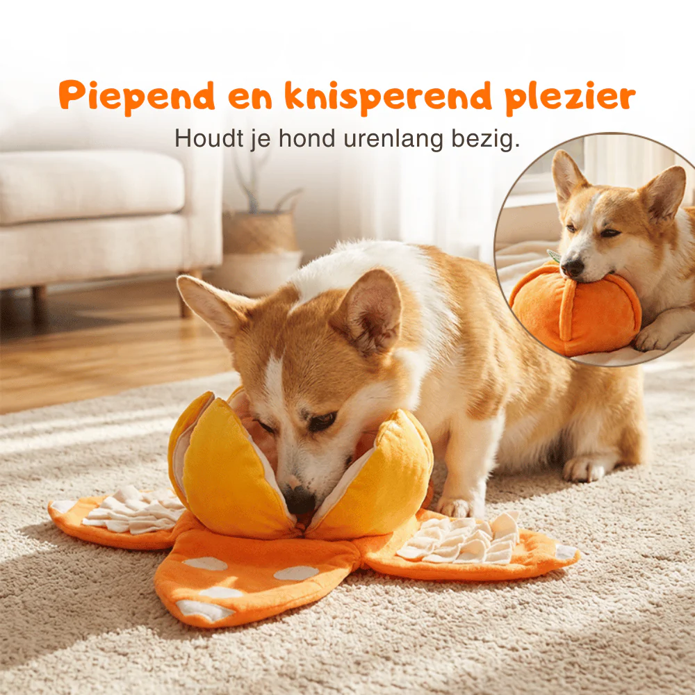 CitrusQuest — Interactief hondenspeelgoed | 50% KORTING - Image 6