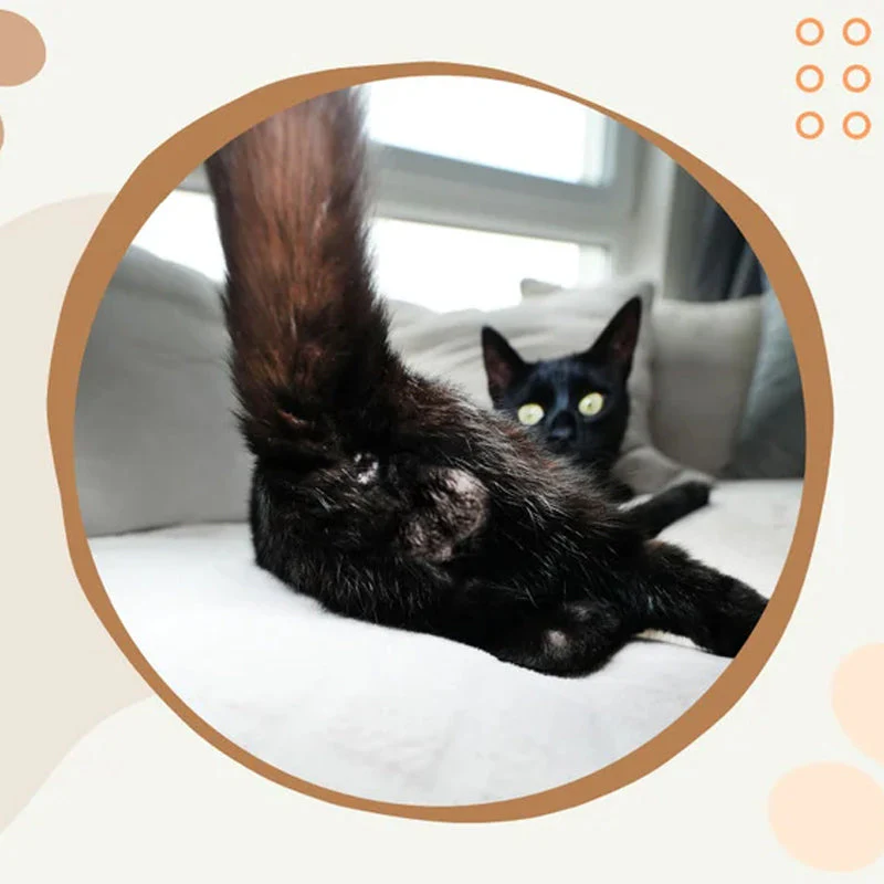 CatLaughs-Kalender 2025 – De hilarische kattenkonten en testikelskalender die je aan het lachen maakt | 50% KORTING - Image 9