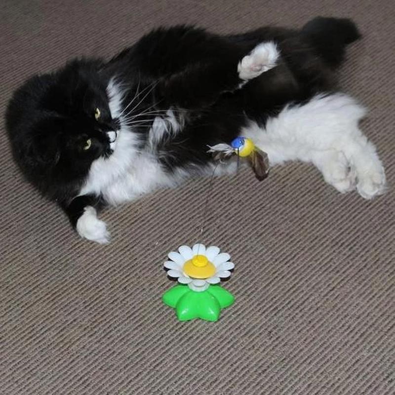 Interactief vogelspeelgoed voor katten - Image 4