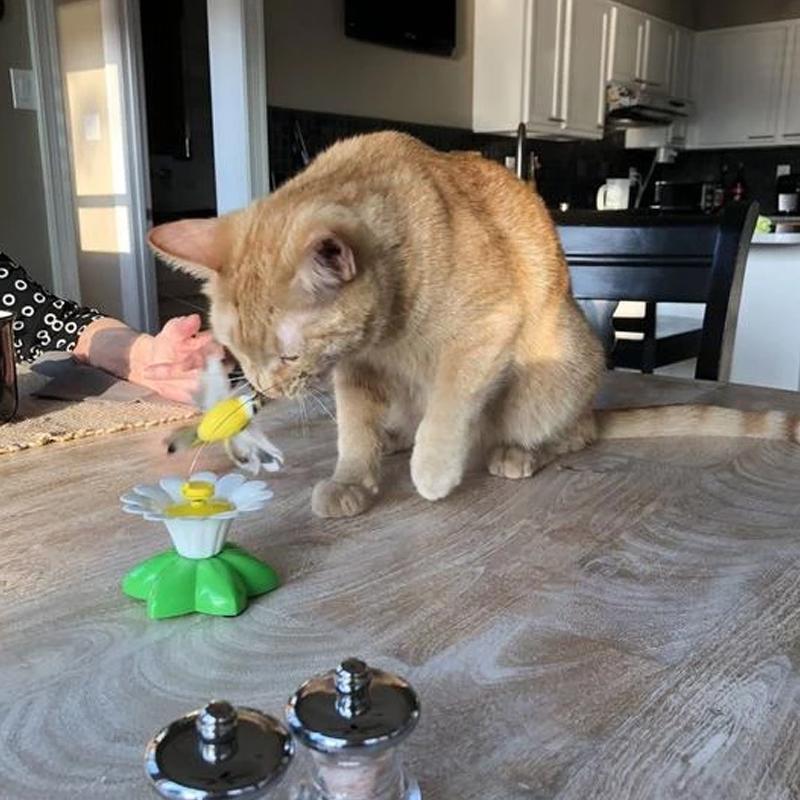 Interactief vogelspeelgoed voor katten - Image 8