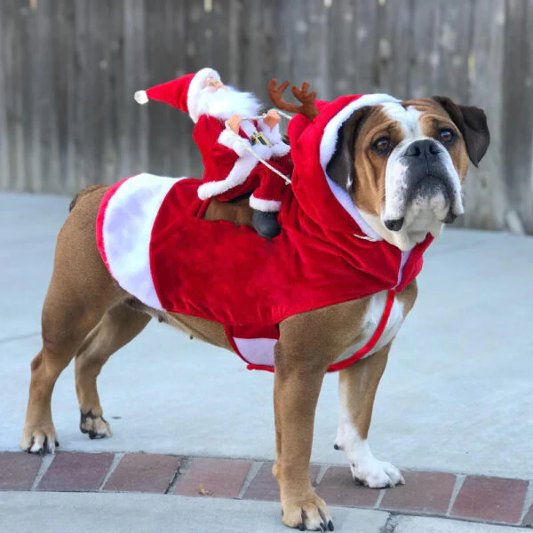 Kerst Hond | 50% KORTING