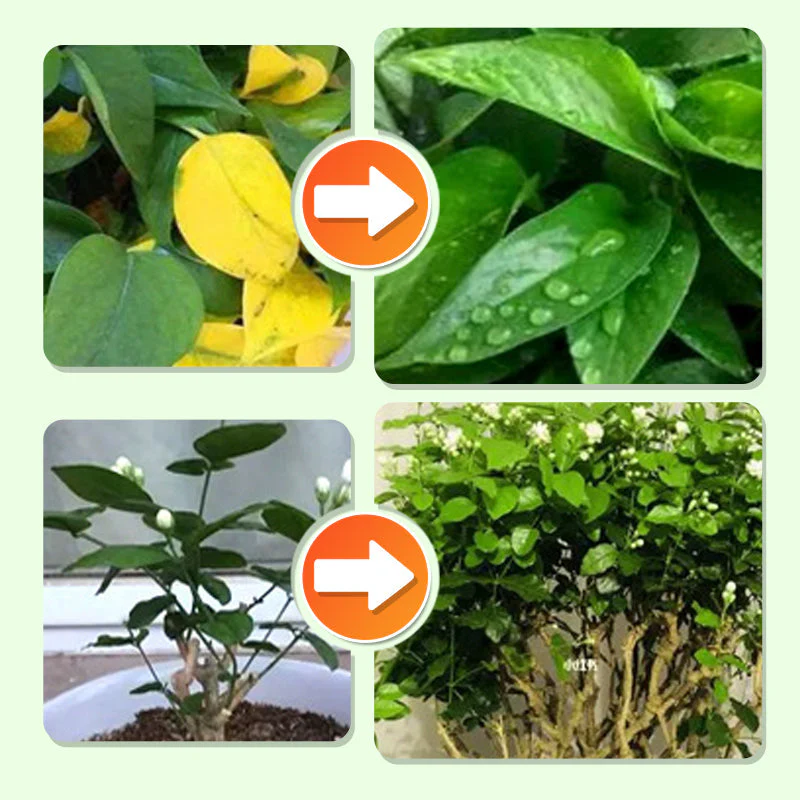 PlantEssentia — Ontketen Levendige Groei - 18 Beats - Image 5
