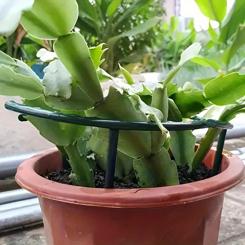 PlantSnap Ringen — Groei Sterk, Blijf Rechtop - Image 8