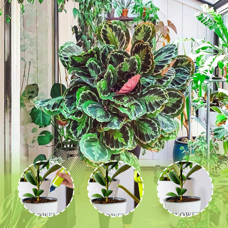 GreenPulse – Vloeibare plantenbooster | 2+2 GRATIS - Image 8