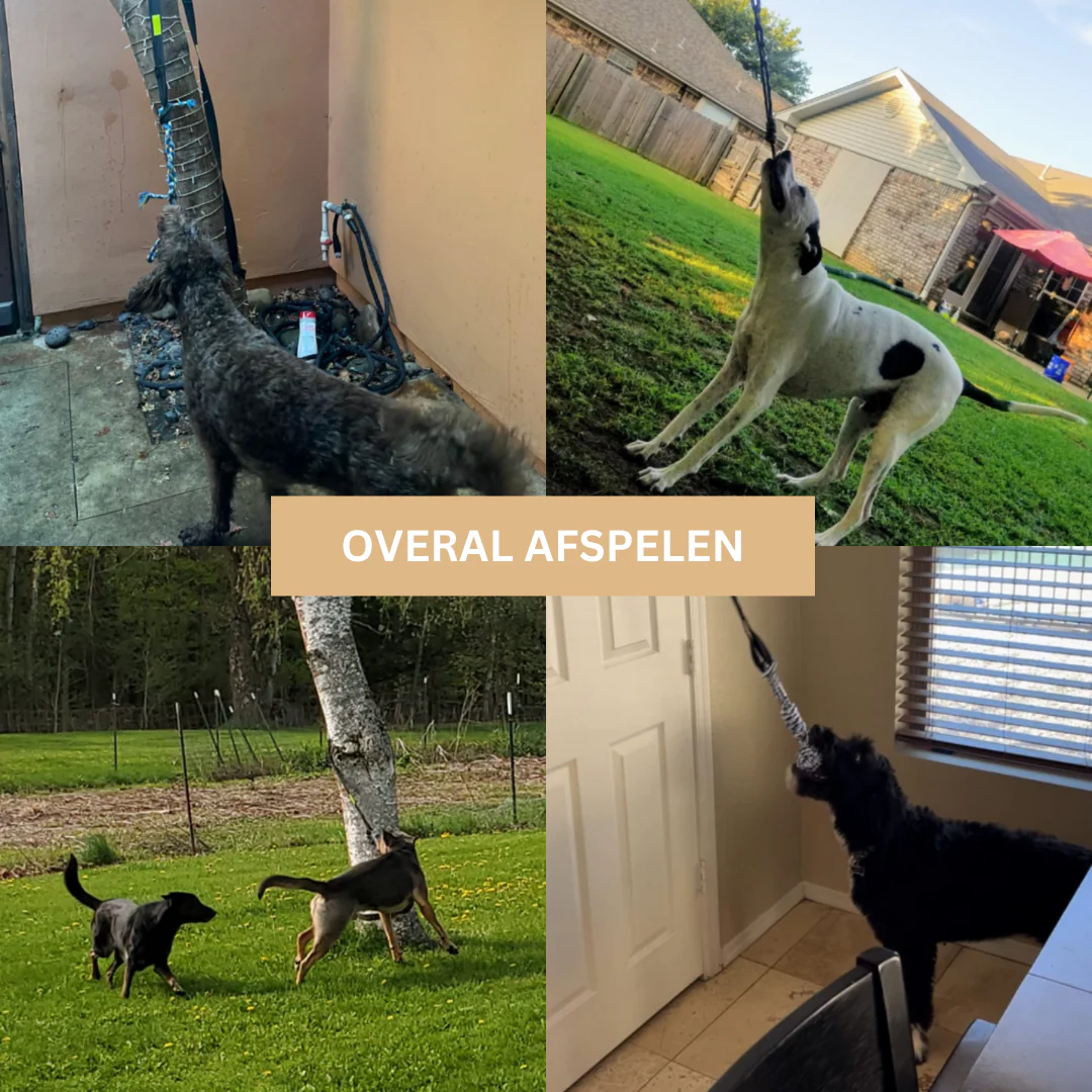 DierBite – Urenlang Speelplezier voor uw Hond | 50% KORTING - Image 6