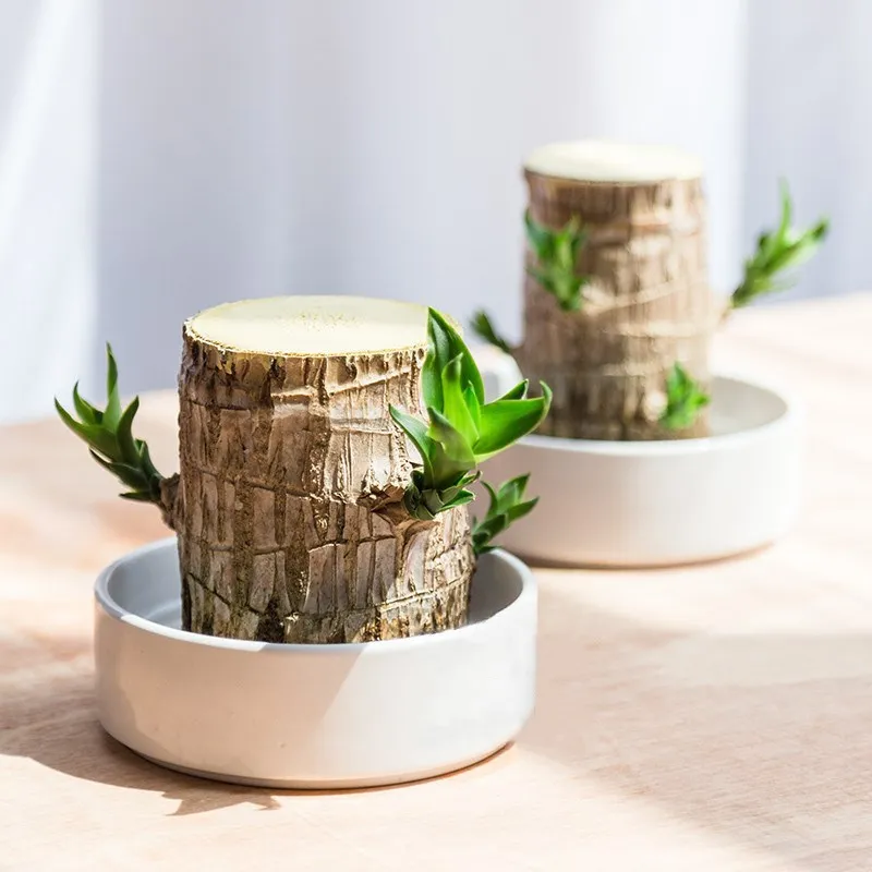 WillyHolz - Breng rust in huis met deze prachtige plant | 50% KORTING - Image 2